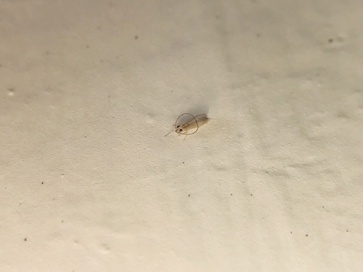 請問這是什麼蟲蟲？