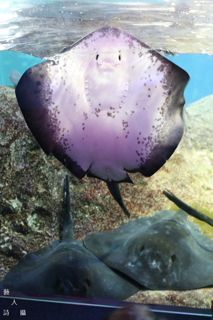神奇的人魚共舞秀.日本神奈川《新江之島水族館》