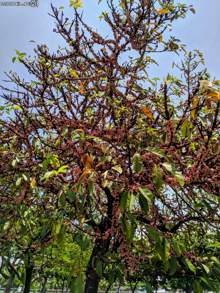 潺槁樹 台南市安平區湖濱水鳥公園 05/19