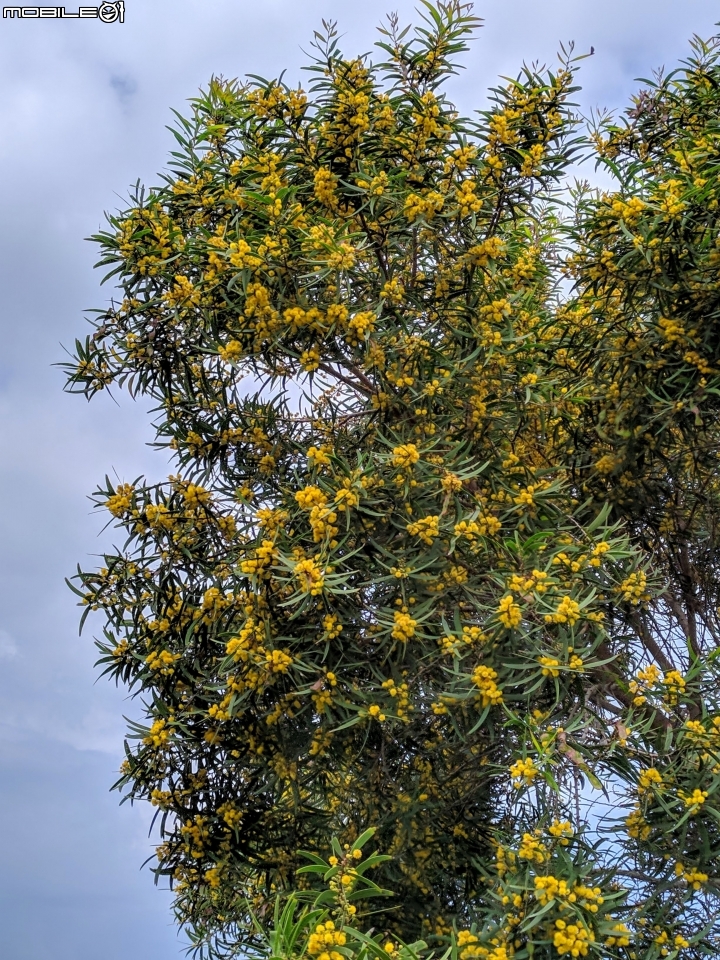 潺槁樹 台南市安平區湖濱水鳥公園 05/19
