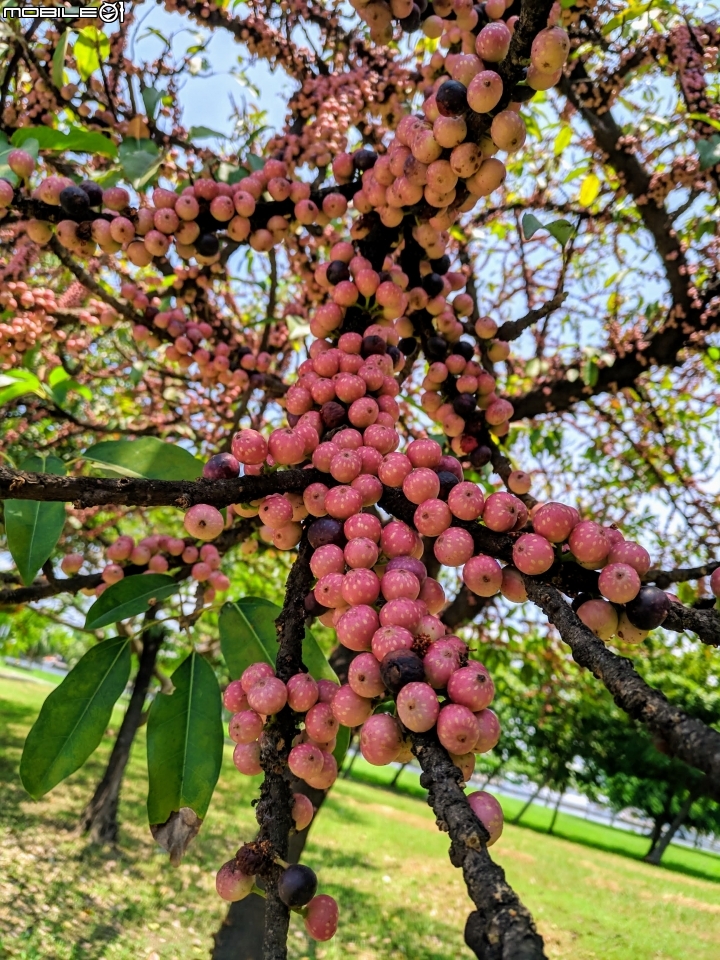 潺槁樹 台南市安平區湖濱水鳥公園 05/19