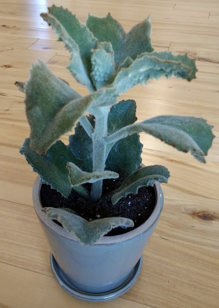 熱帶植物 \ 多肉 \ 仙人掌分享