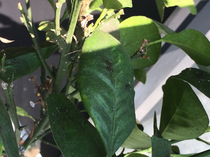 請教如何讓家中植物恢愎健康~~