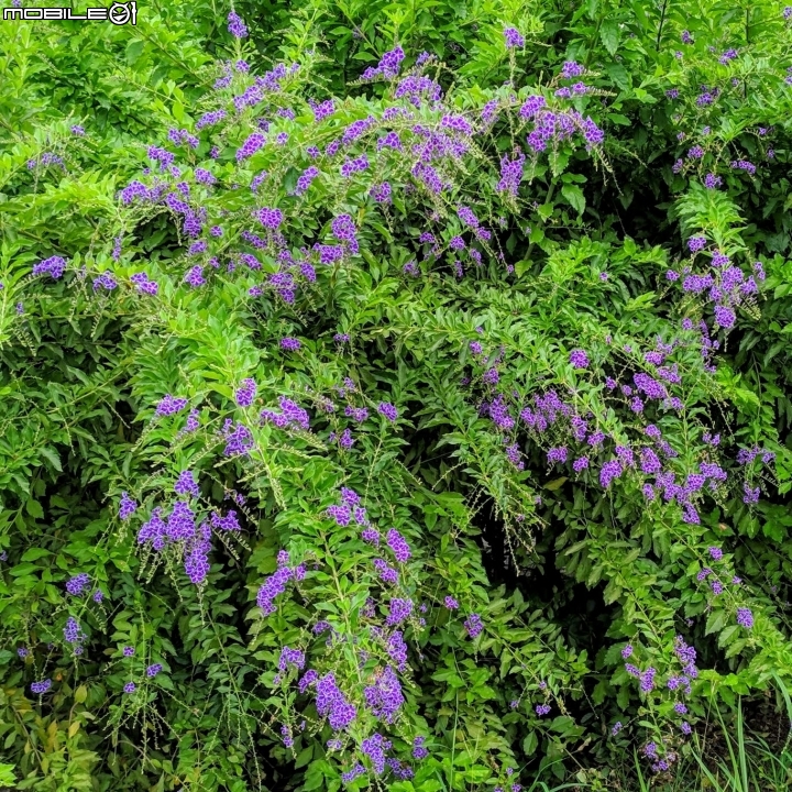 白茅+蕾絲金露花 嘉義市西區二二八國家紀念公園 05/24