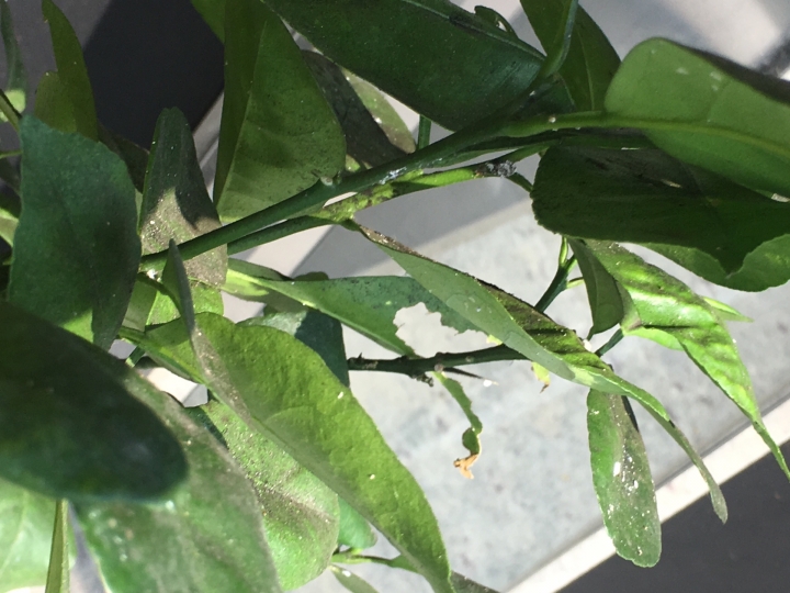 請教如何讓家中植物恢愎健康~~