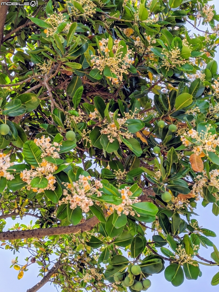 瓊崖海棠 台南市安平區湖濱水鳥公園 05/12