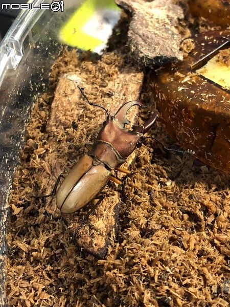 點我看大圖 雞冠細身赤鍬形蟲的繁殖與飼養-(Cyclommatus mniszechi )