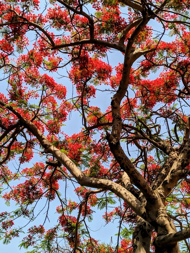 鳳凰花 台南市安平區 05/05