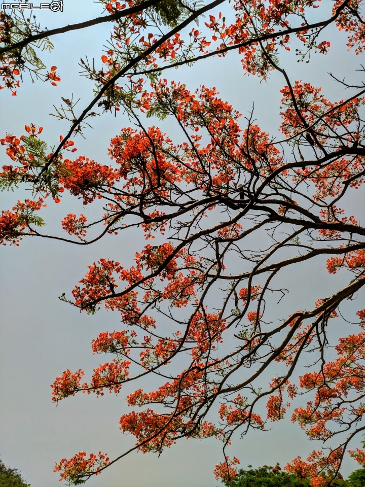 鳳凰花 台南市安平區 05/05