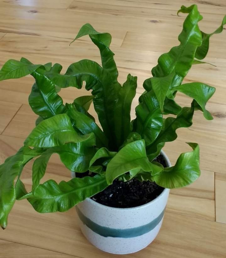 熱帶植物 \ 多肉 \ 仙人掌分享
