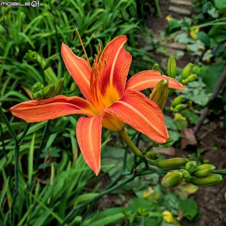 鳳凰花 台南市安平區 05/05