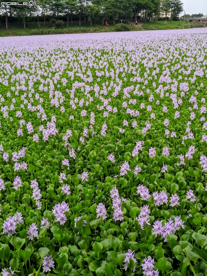 布袋蓮 台南市仁德區港尾溝溪滯洪池 05/01