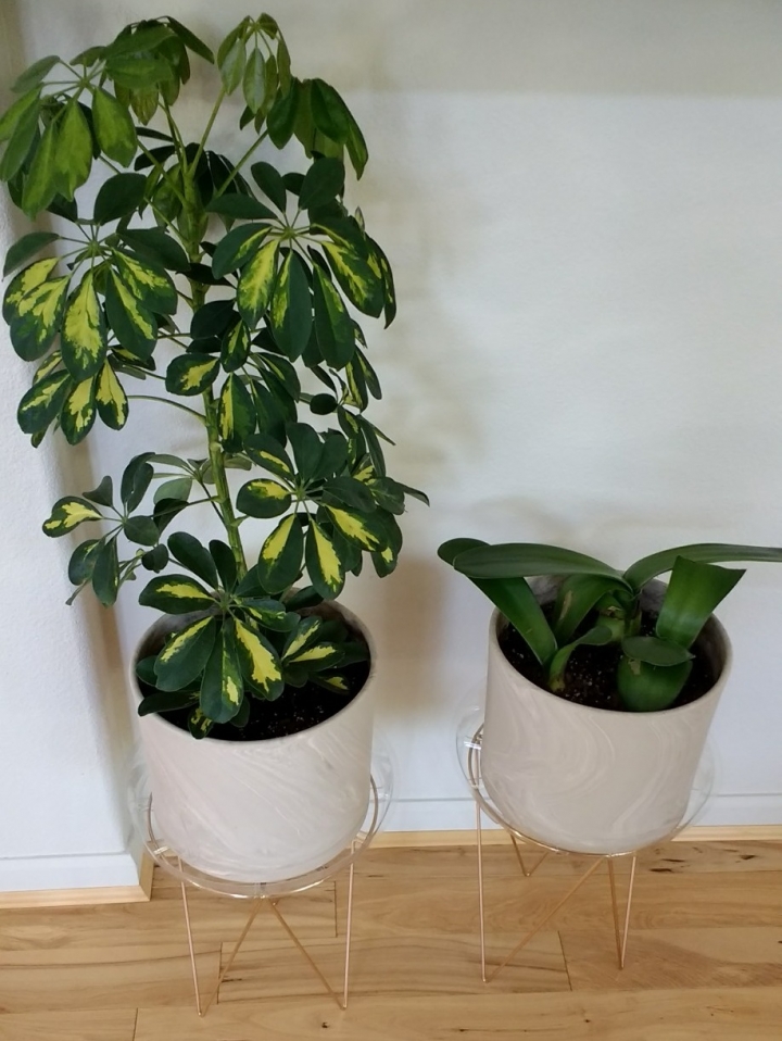 熱帶植物 \ 多肉 \ 仙人掌分享
