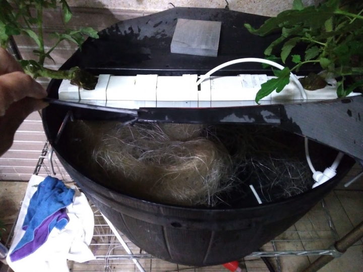 夏日陽台番茄