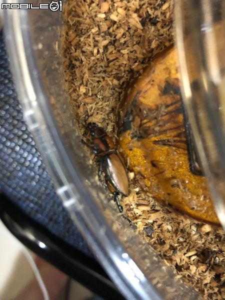 點我看大圖 雞冠細身赤鍬形蟲的繁殖與飼養-(Cyclommatus mniszechi )