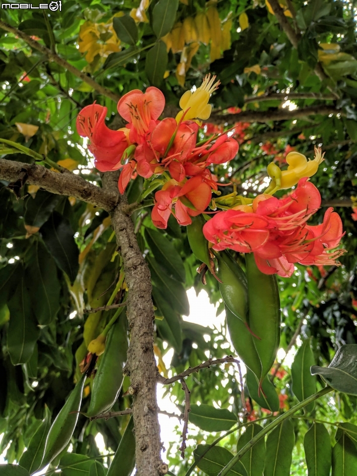 鳳凰花 台南市安平區 05/05