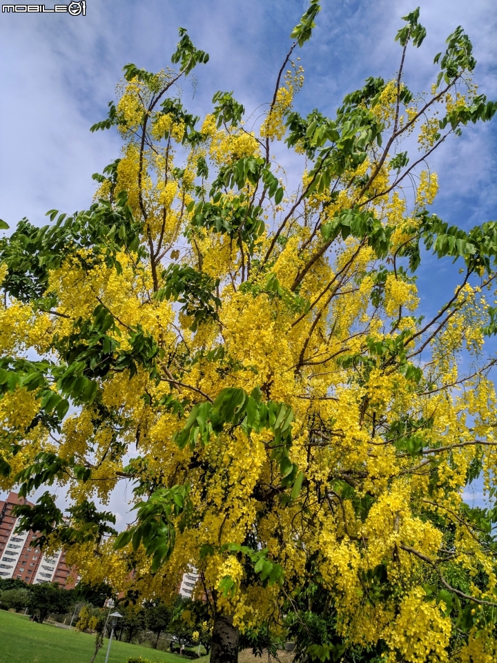 阿勃勒+紙莎草 高雄市岡山區岡山河堤公園 05/31