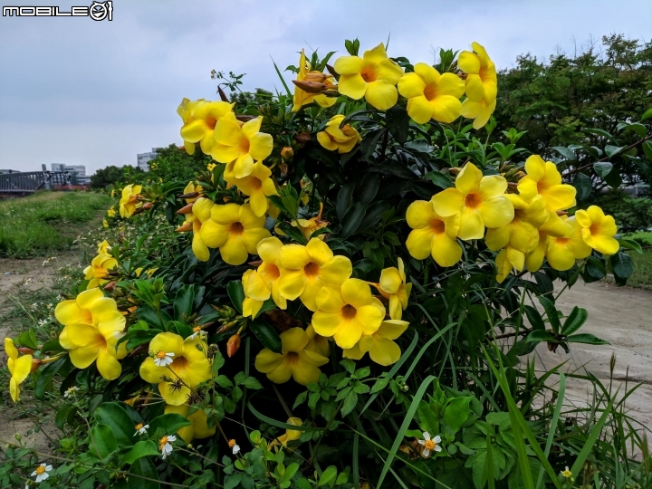 布袋蓮 台南市仁德區港尾溝溪滯洪池 05/01