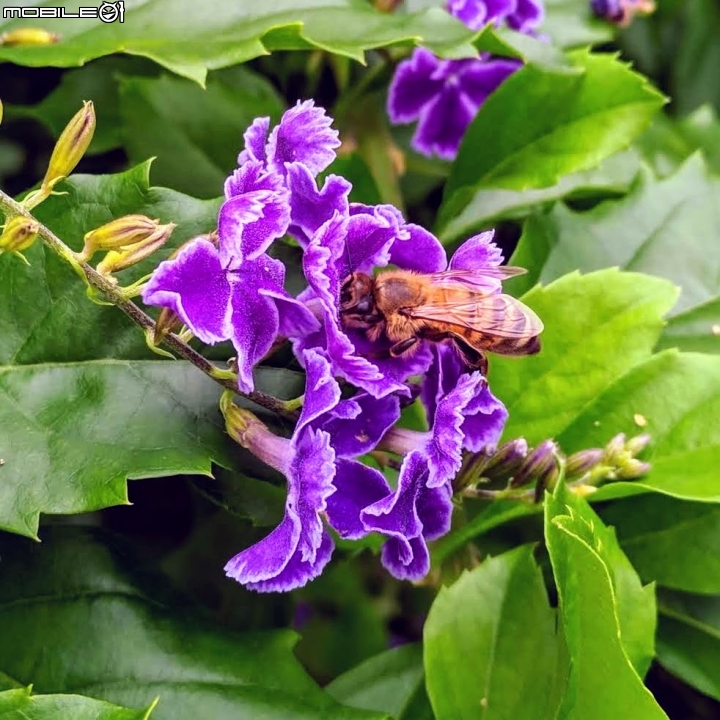 白茅+蕾絲金露花 嘉義市西區二二八國家紀念公園 05/24