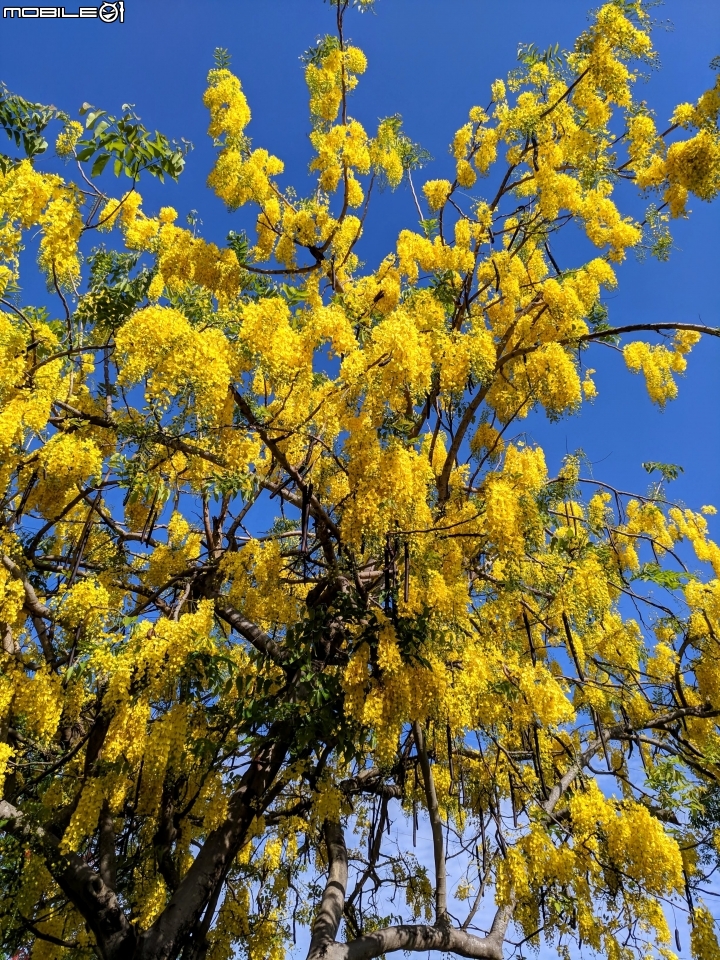 阿勃勒 台南市仁德區台南都會公園 05/31