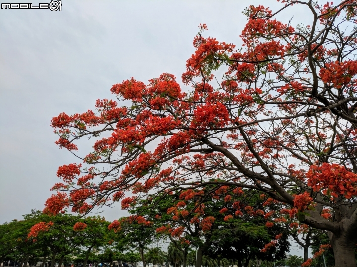 鳳凰花 台南市安平區 05/05