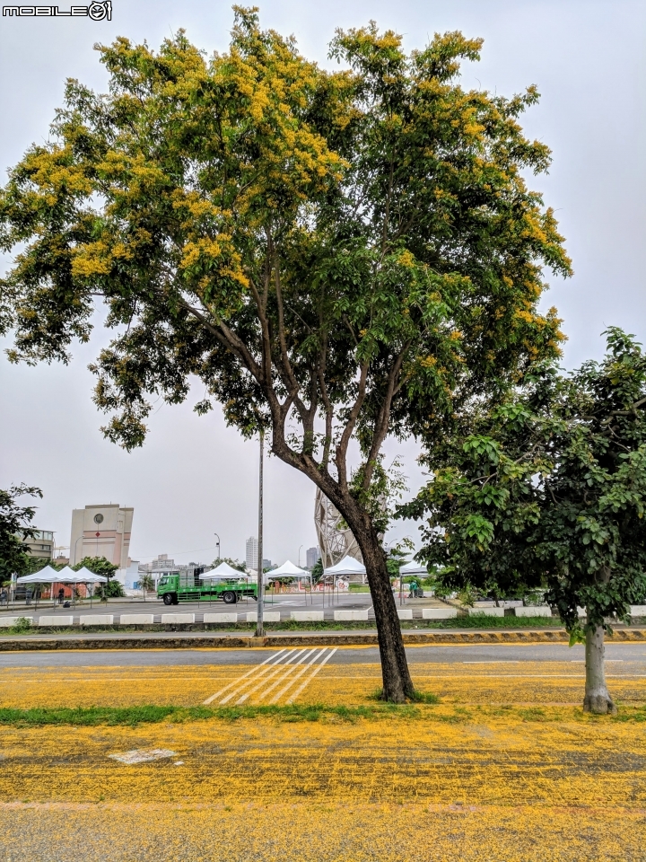 鳳凰花 台南市安平區 05/05