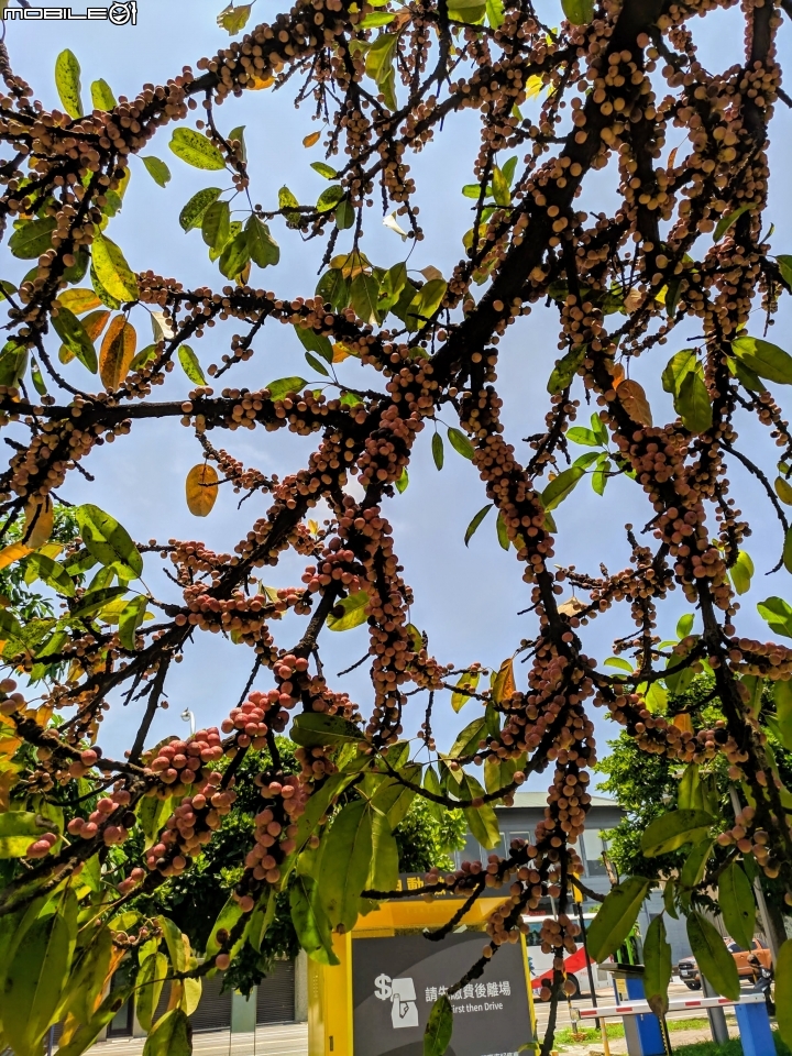 潺槁樹 台南市安平區湖濱水鳥公園 05/19