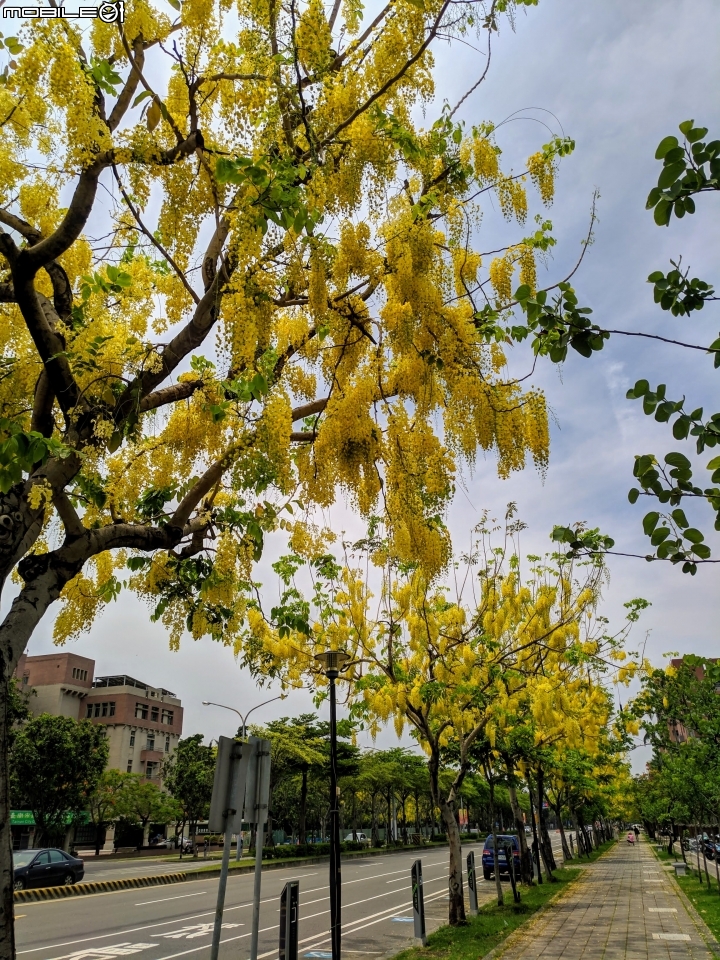 阿勃勒 台南市東區林森路二段 05/26
