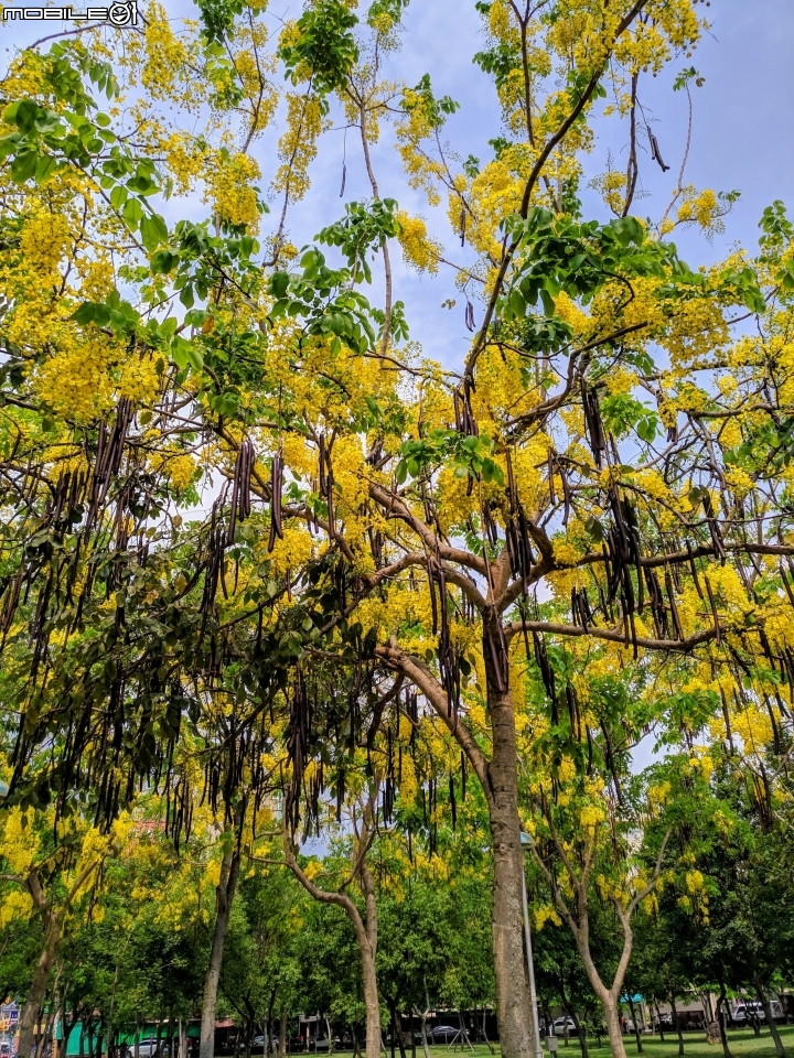 白茅+蕾絲金露花 嘉義市西區二二八國家紀念公園 05/24