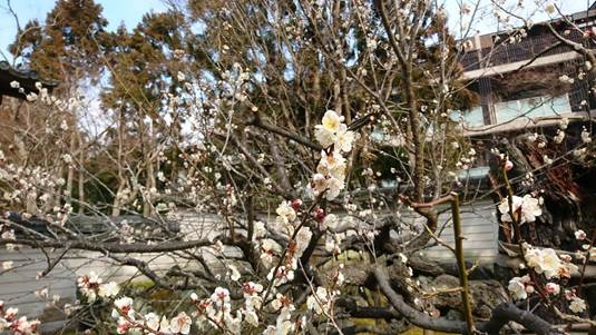 籌備婚禮好累喘口氣之日本小蜜月推薦