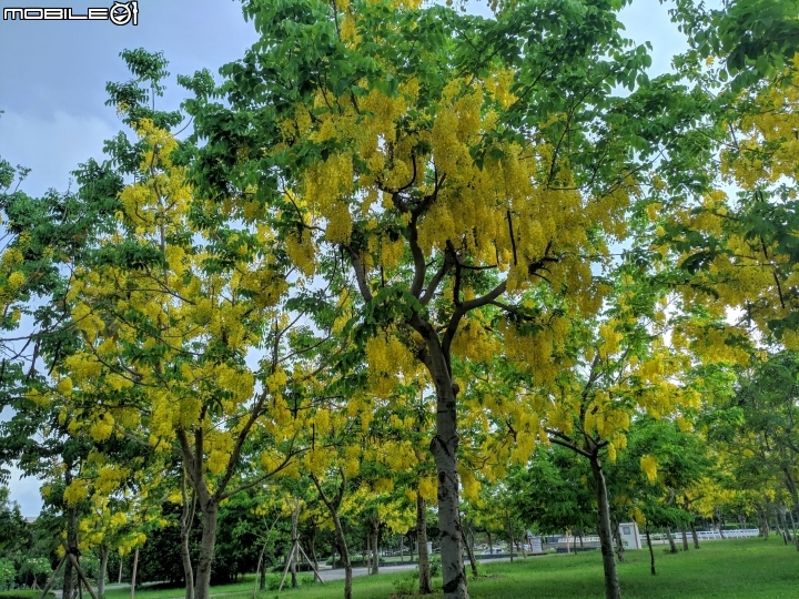 阿勃勒 台南市仁德區台南都會公園 05/31