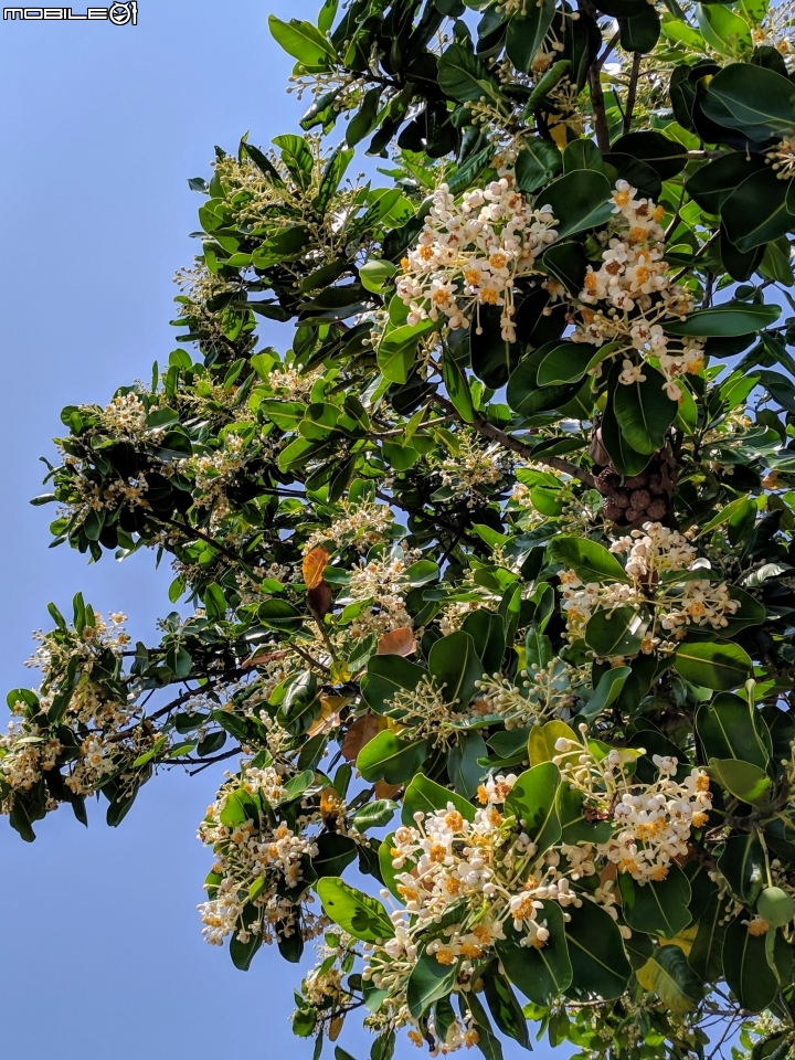 瓊崖海棠 台南市安平區湖濱水鳥公園 05/12