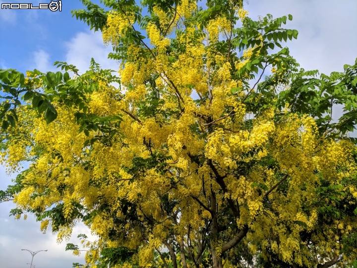 阿勃勒 台南市仁德區台南都會公園 05/31