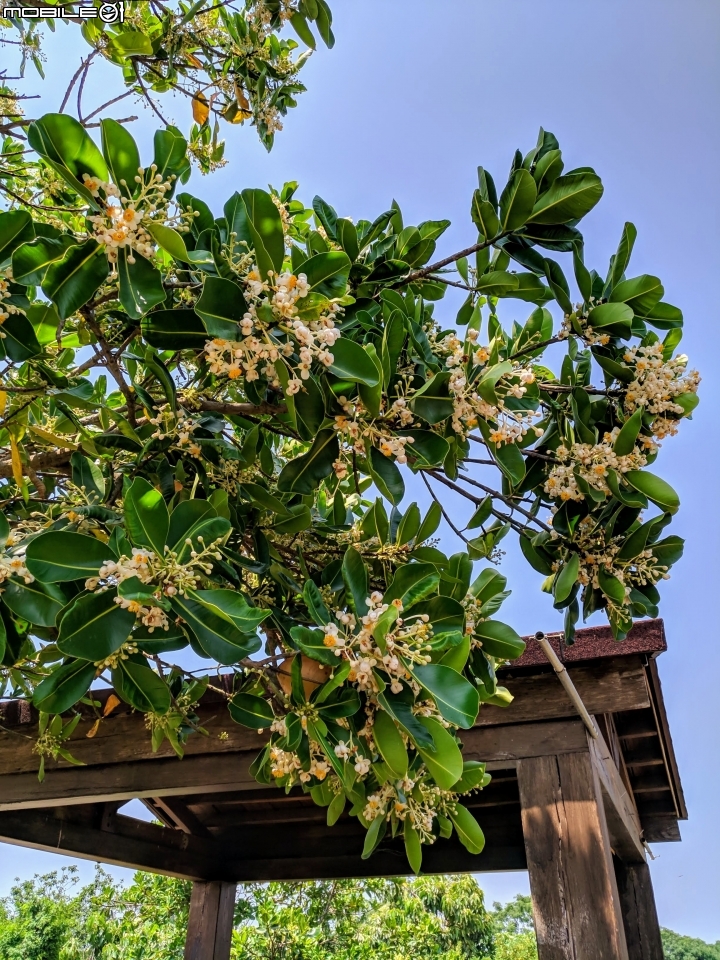 瓊崖海棠 台南市安平區湖濱水鳥公園 05/12