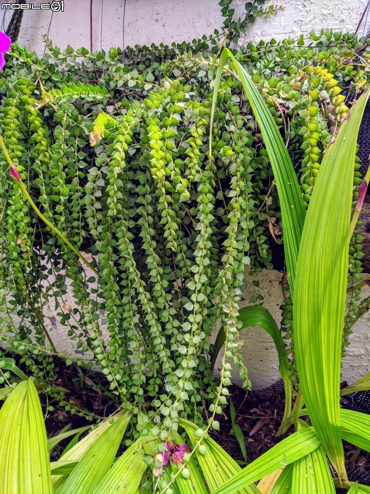 鳳凰花 台南市安平區 05/05