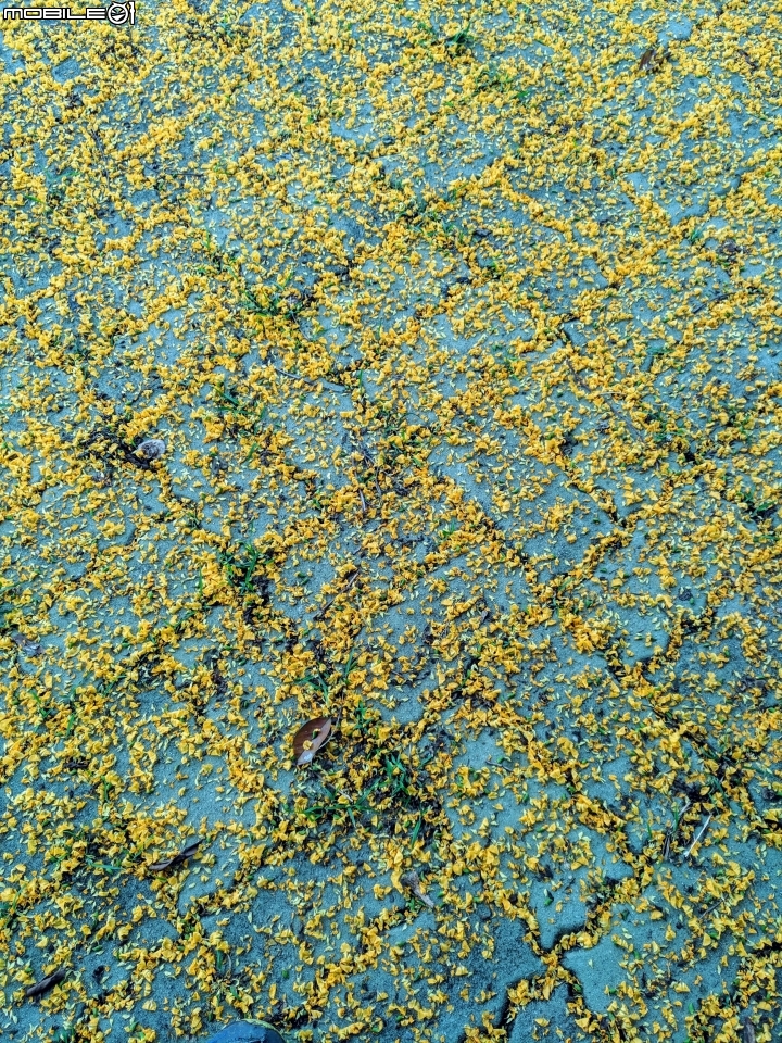 鳳凰花 台南市安平區 05/05