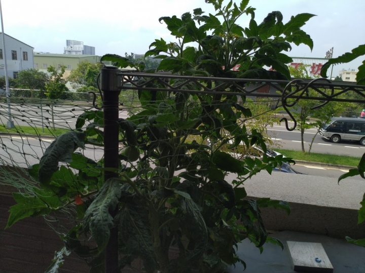 夏日陽台番茄