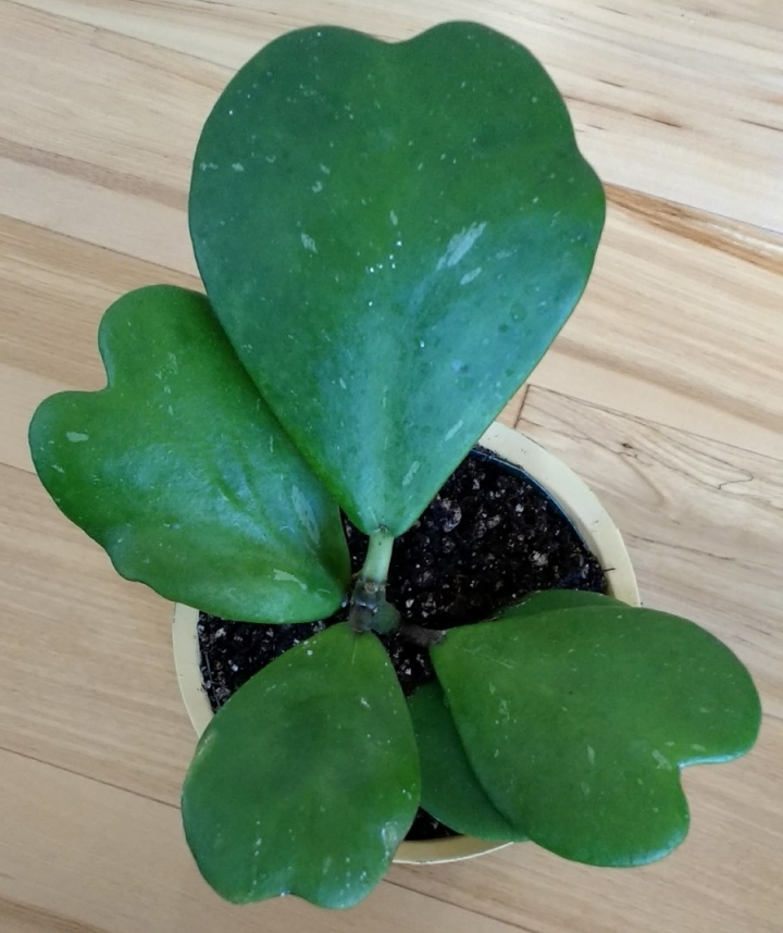 熱帶植物 \ 多肉 \ 仙人掌分享