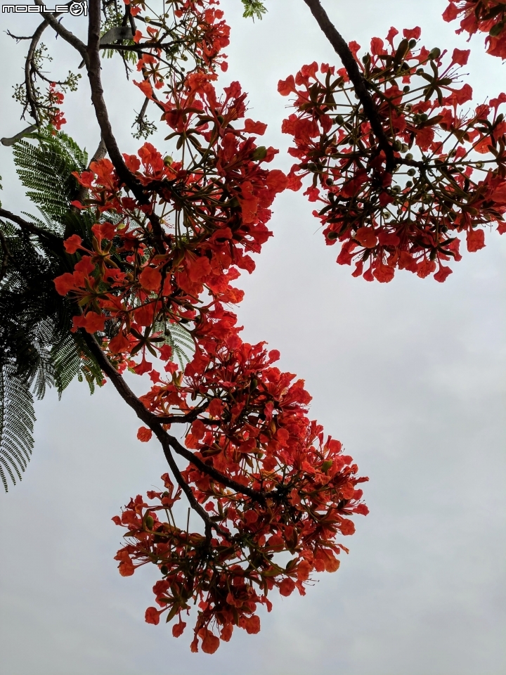 鳳凰花 台南市安平區 05/05