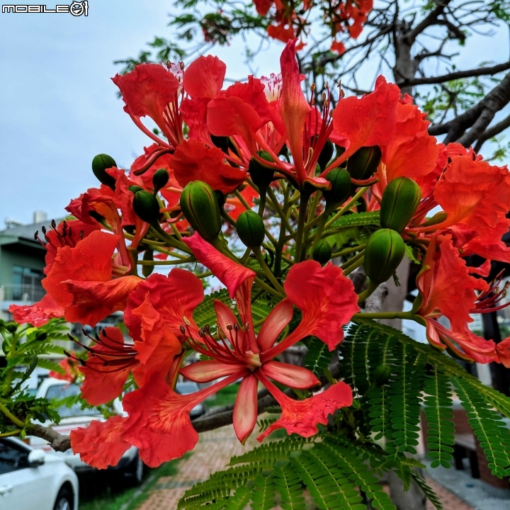 鳳凰花 台南市安平區 05/05