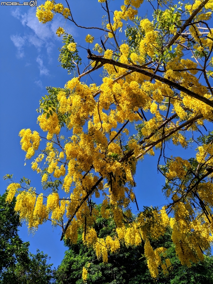 阿勃勒 台南市仁德區台南都會公園 05/31