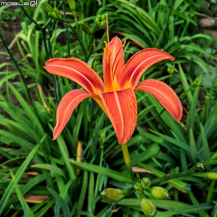 鳳凰花 台南市安平區 05/05