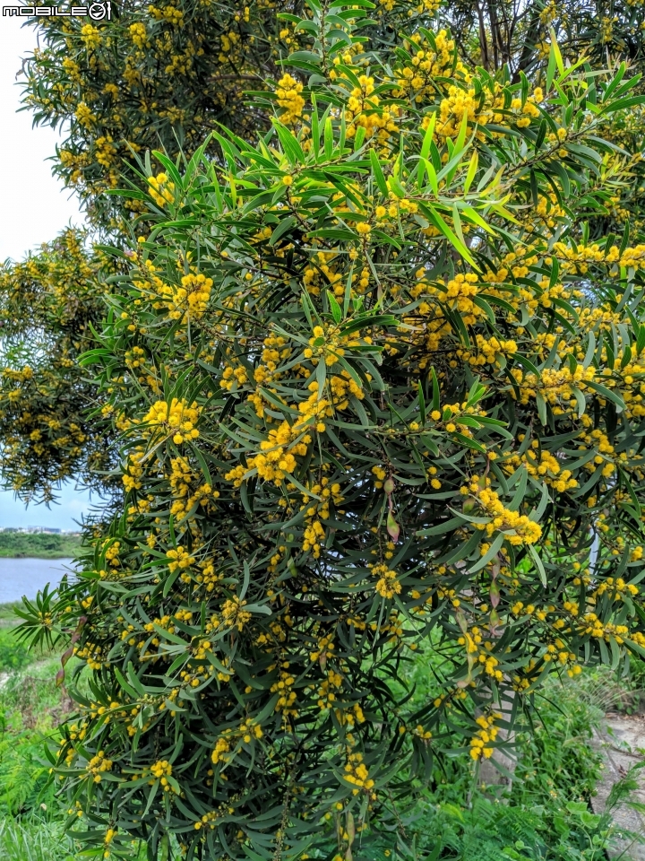 潺槁樹 台南市安平區湖濱水鳥公園 05/19