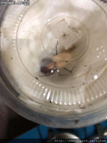 雞冠細身赤鍬形蟲的繁殖與飼養-(Cyclommatus mniszechi )