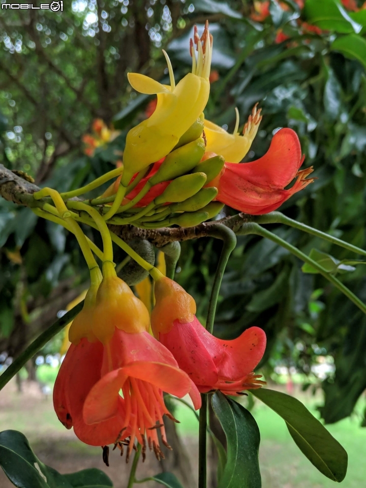 鳳凰花 台南市安平區 05/05