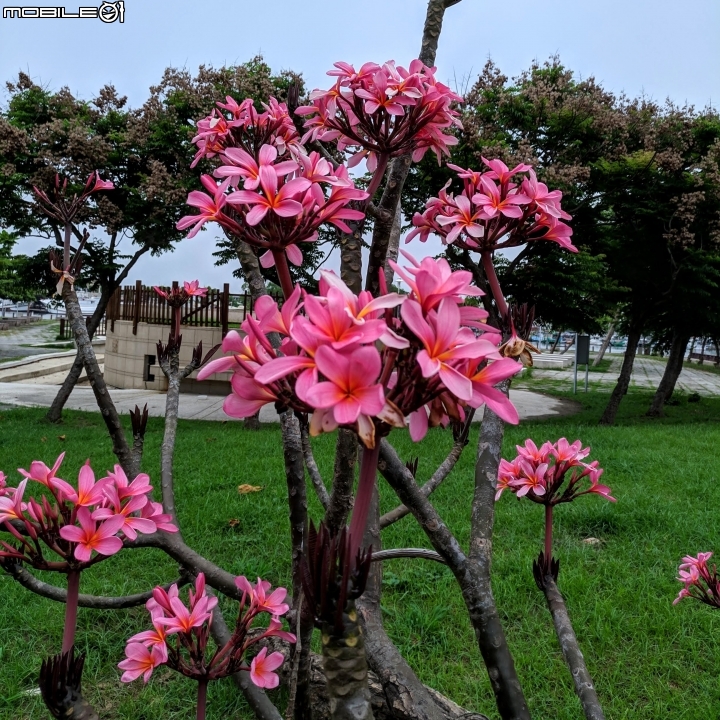 鳳凰花 台南市安平區 05/05
