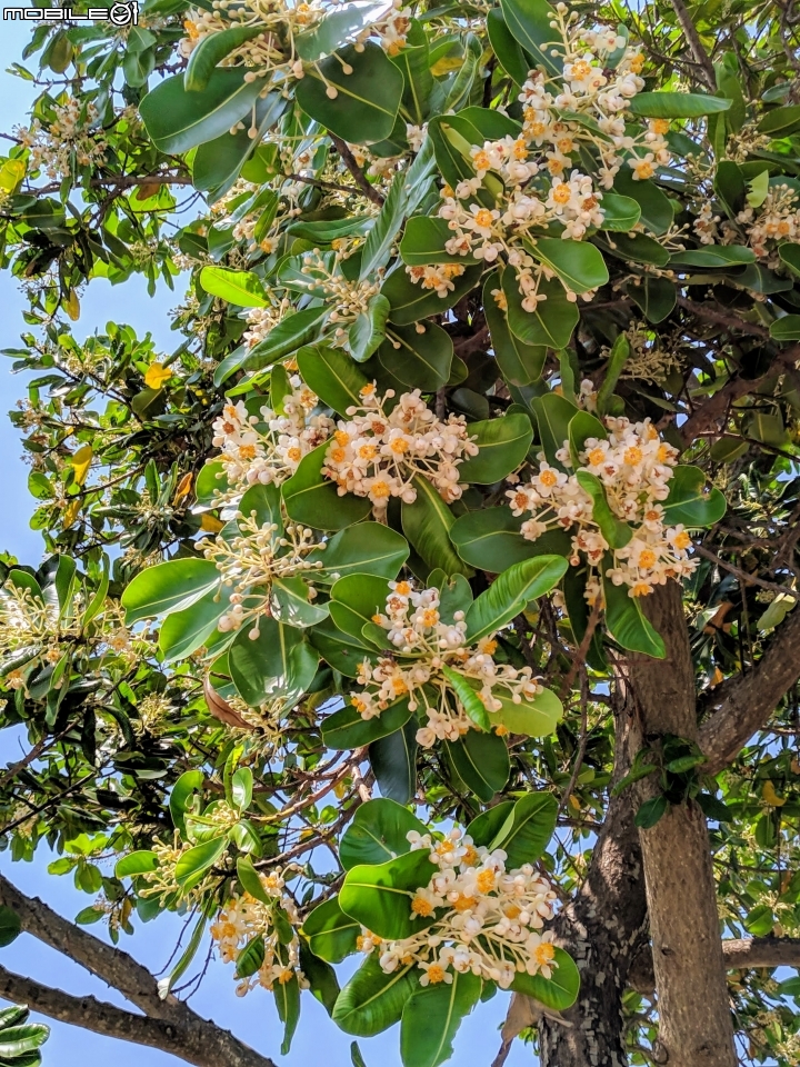 瓊崖海棠 台南市安平區湖濱水鳥公園 05/12