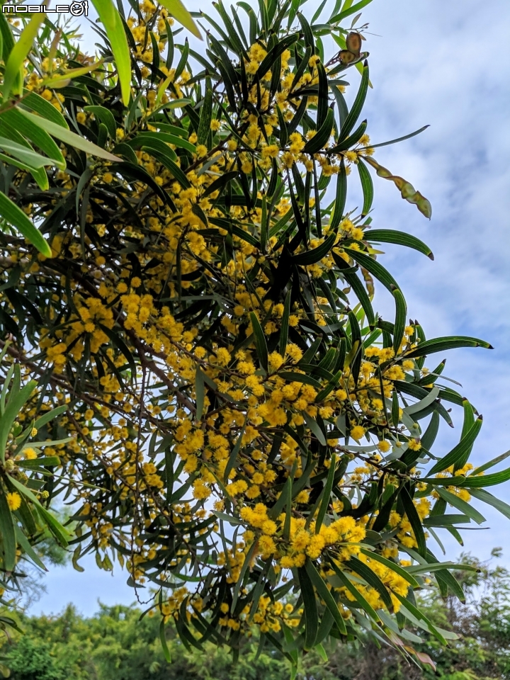 潺槁樹 台南市安平區湖濱水鳥公園 05/19