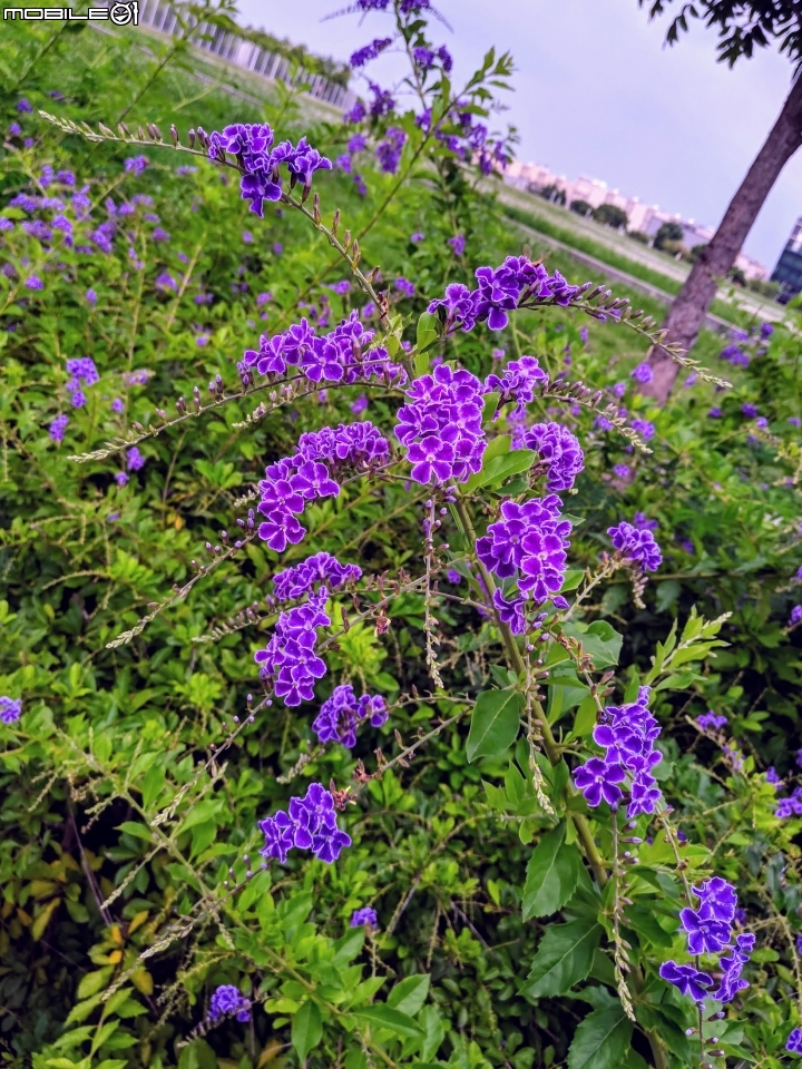 白茅+蕾絲金露花 嘉義市西區二二八國家紀念公園 05/24