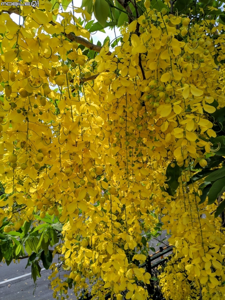 潺槁樹 台南市安平區湖濱水鳥公園 05/19